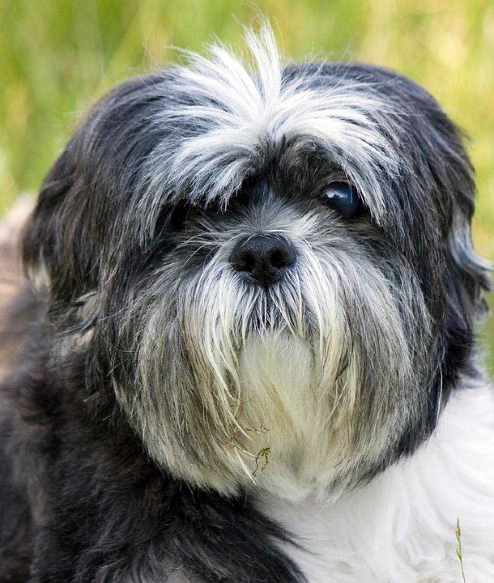 Dog Shih Tzu Portrait Close-Up Face Cute Dog Shih Tzu Portrait Close-Up Face Cute