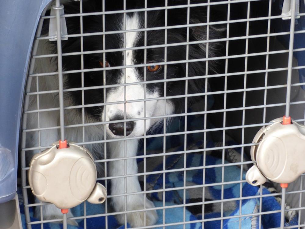 Dog Doggy Breed Thoroughbred Border Cage Animal Dog Doggy Breed Thoroughbred Border Cage Animal