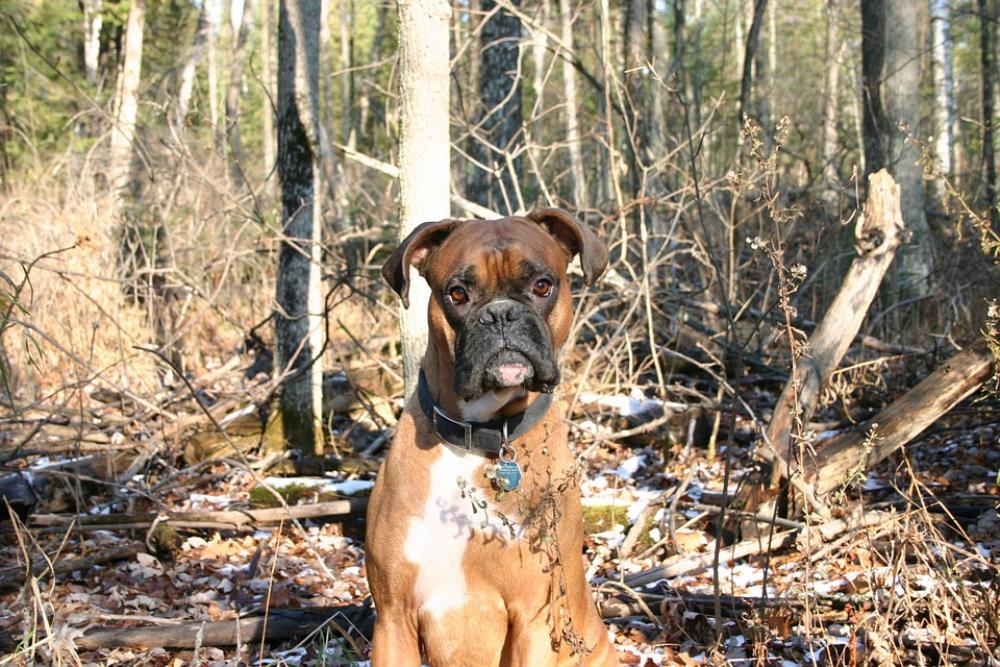 Dog Boxer Sitting Woods Canine Animal Pet Fall Dog Boxer Sitting Woods Canine Animal Pet Fall