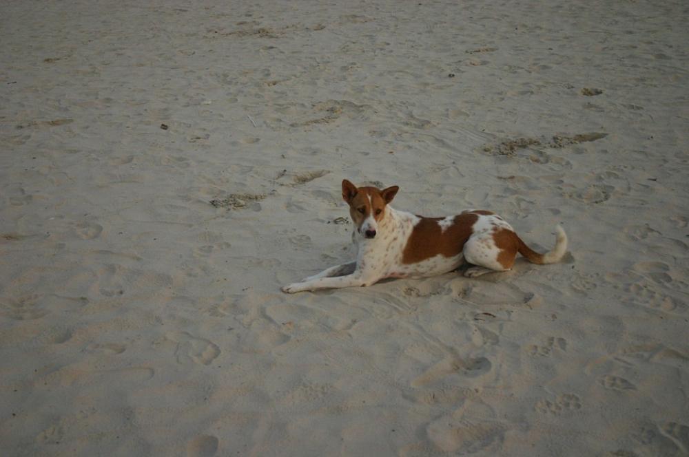 Dog Animal Portrait Portrait Lazy Dog Small Dog Dog Animal Portrait Portrait Lazy Dog Small Dog