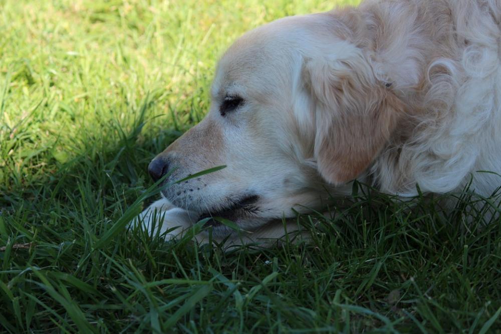 Dog Young Dog Small Dog Lazy Dog Dog Young Dog Small Dog Lazy Dog