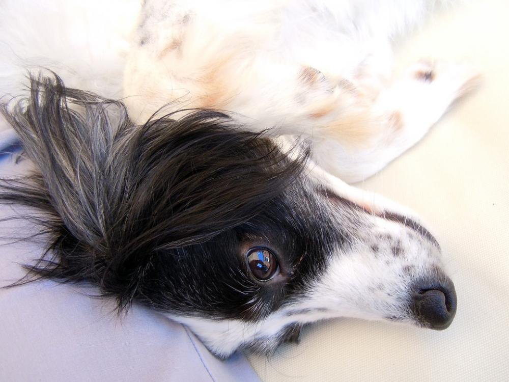 Dog Dog Face Close Up Dog Dog Face Close Up