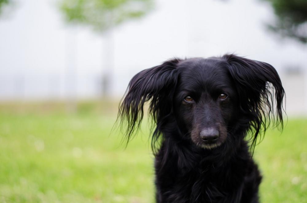Dog Animal Portrait Cute Dog Animal Portrait Cute