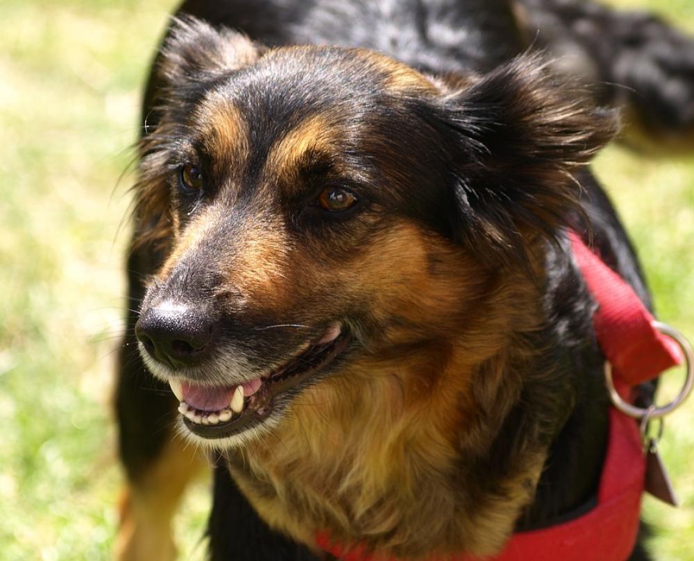 Dog Animal Portrait Awakened Trusting Dog Animal Portrait Awakened Trusting