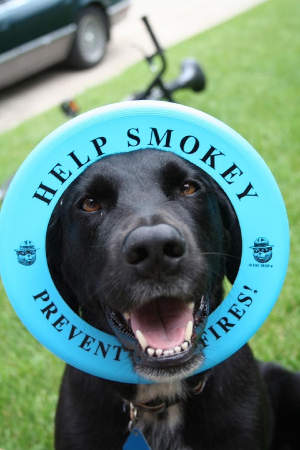 Dog Black Labrador Animal Pet Fun Dog Black Labrador Animal Pet Fun