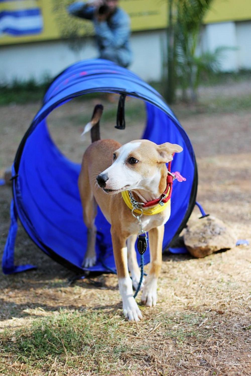 Dog Tunnel Pet Canine Park Dog Tunnel Pet Canine Park