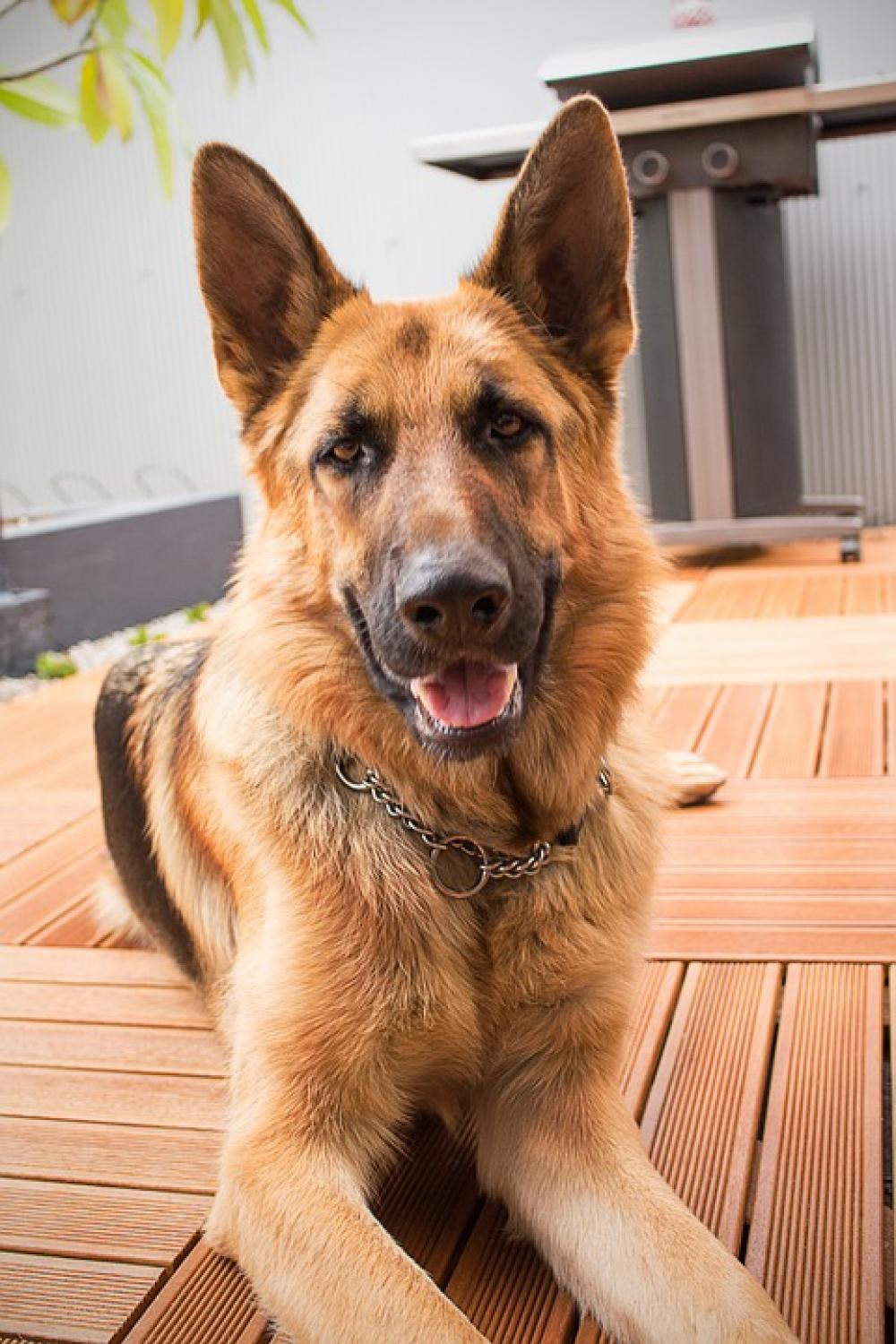 Dog Shepherd Doggy German Animal Pet Canine Dog Shepherd Doggy German Animal Pet Canine