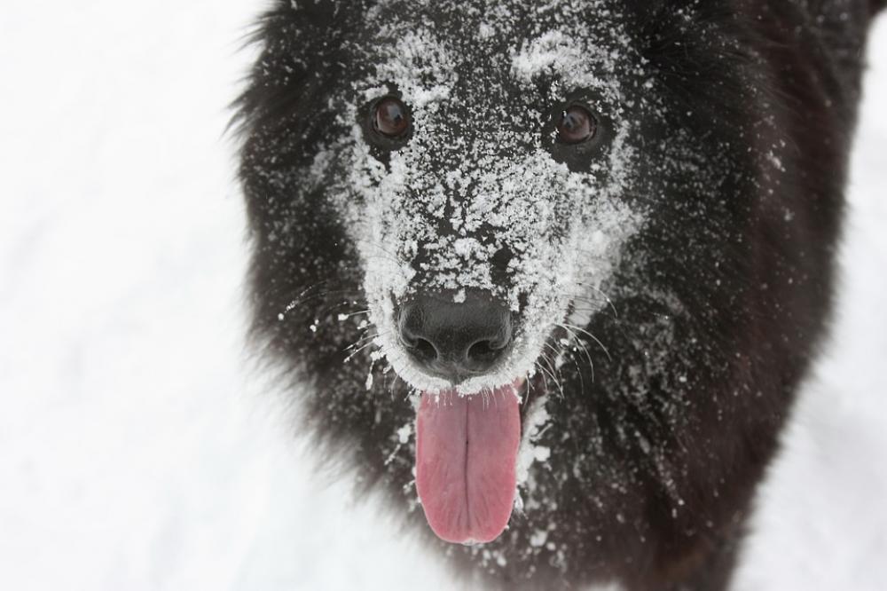 Dog The Pleasure Of Snow Winter Dog The Pleasure Of Snow Winter