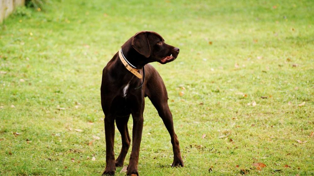 Dog Animal Animals Dog Animal Animals