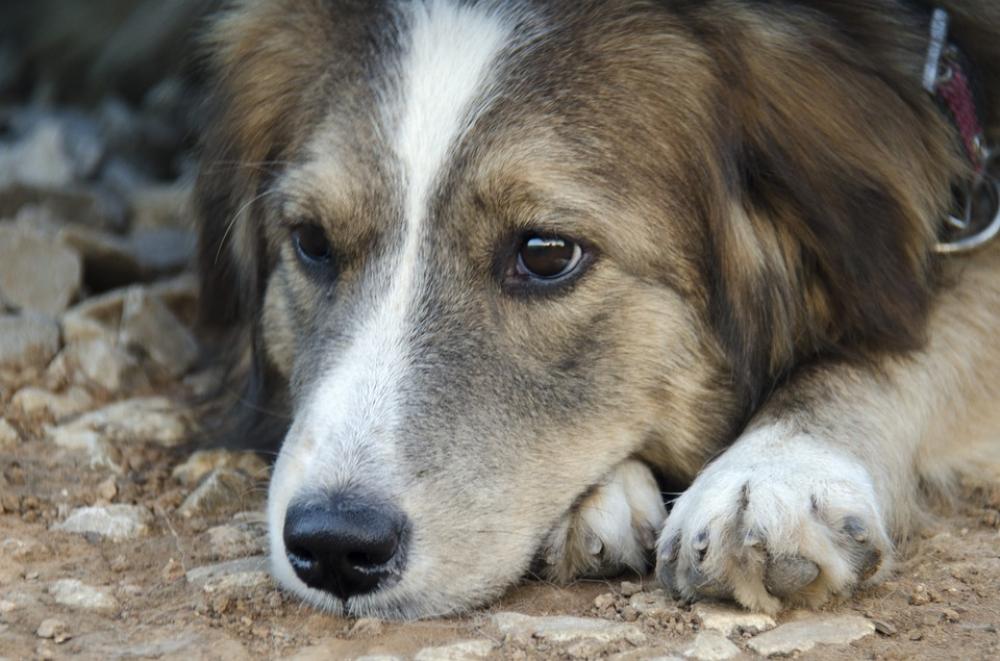 Dog Animals Man'S Best Friend Pets View Animal Dog Animals Man'S Best Friend Pets View Animal