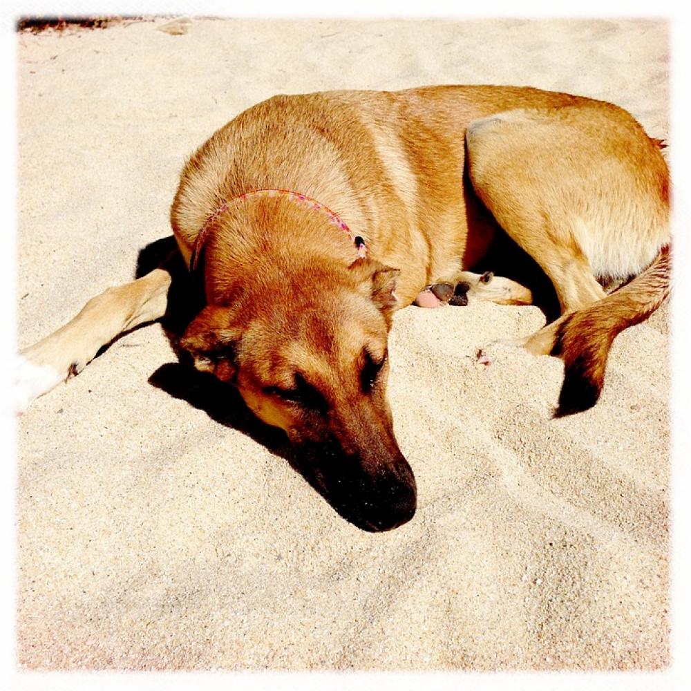 Dog Animal Cute Domestic Pet Sleepy Resting Dog Animal Cute Domestic Pet Sleepy Resting