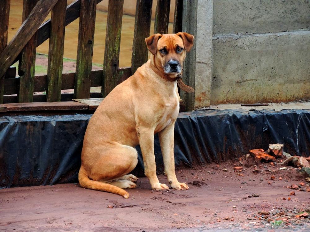 Dog Brown Stone Pet Dog Brown Stone Pet