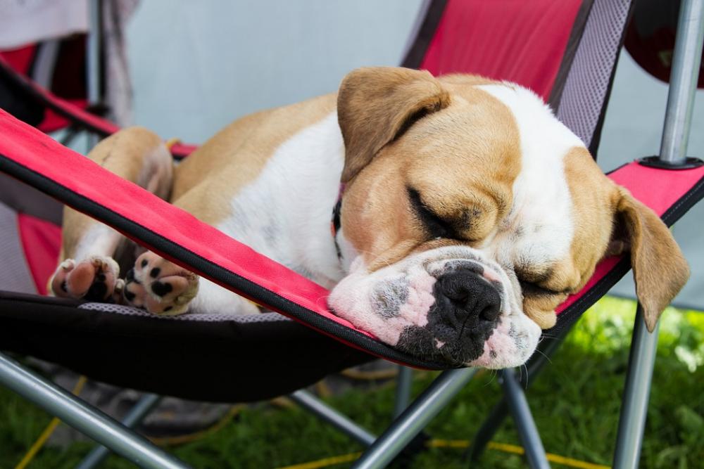 Dog Break Animal Relaxation Rest Pet Sleep Funny Dog Break Animal Relaxation Rest Pet Sleep Funny