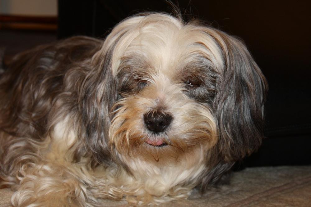 Dog Dog Face Fur Wuschelig Hybrid Dog Dog Face Fur Wuschelig Hybrid