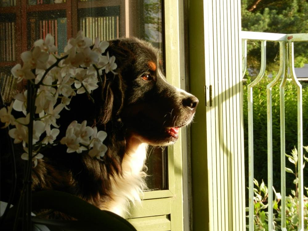 Dog Bernese Mountain Dog Waiting Dog Bernese Mountain Dog Waiting