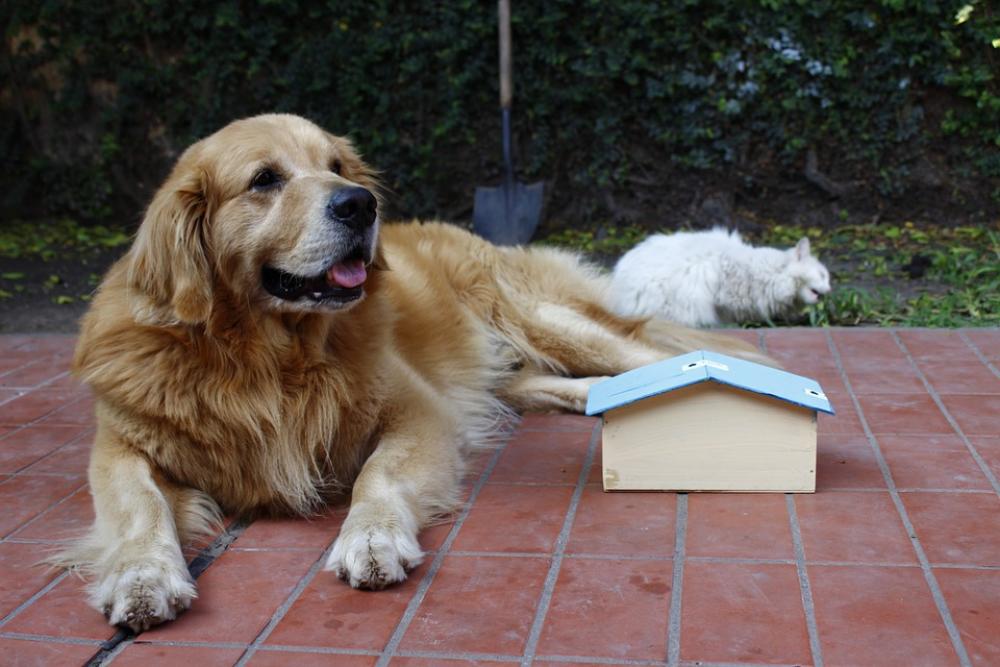Dog Pet House Happy Puppy Animal Cute Rest Dog Pet House Happy Puppy Animal Cute Rest