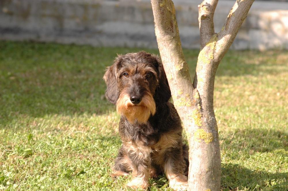 Dog Dachshund View Dog Dachshund View