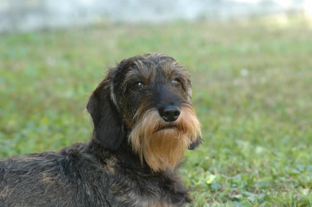 Dog Dachshund Beard Dog Dachshund Beard