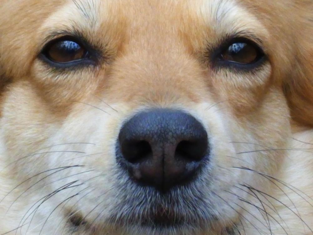 Dog Ronni Ronja Animal Eyes Dog Ronni Ronja Animal Eyes