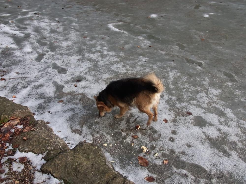 Dog Lake Frozen Ice Winter Cold Dog Lake Frozen Ice Winter Cold