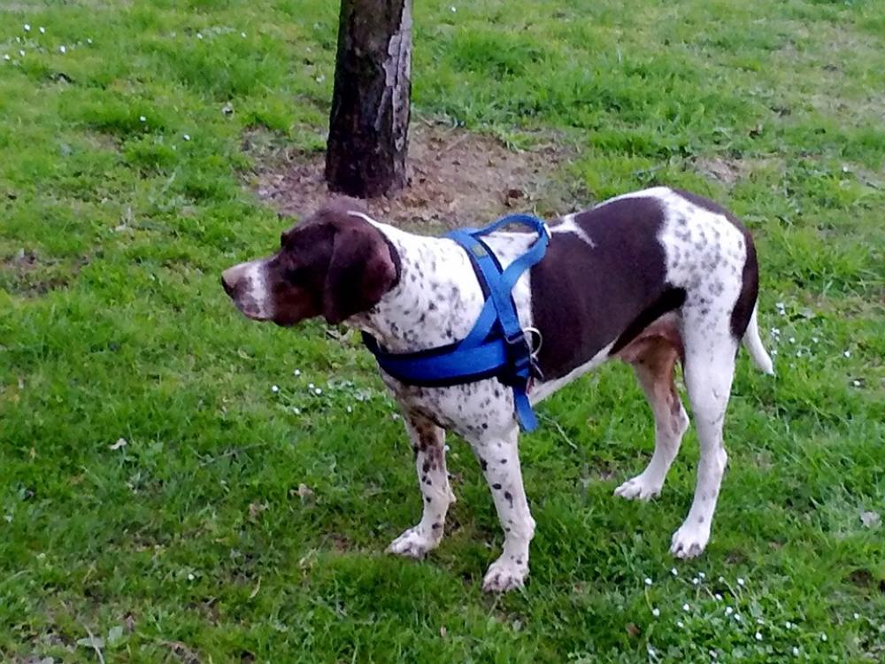 Dog Pointer Hunting Dog Dog Pointer Hunting Dog
