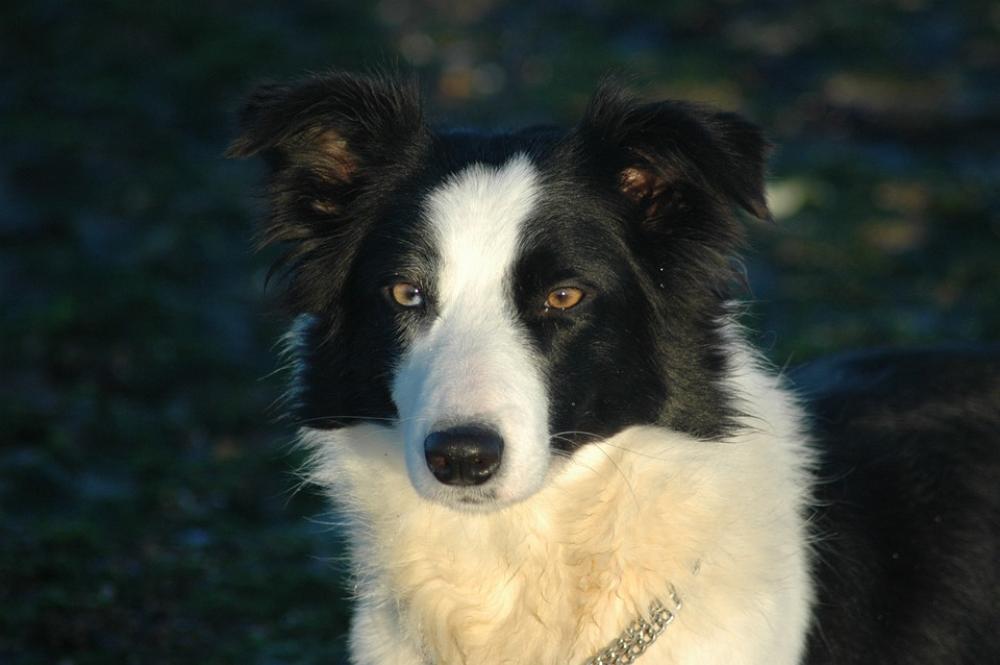 Dog Head Border Collie Animals Dog Head Border Collie Animals