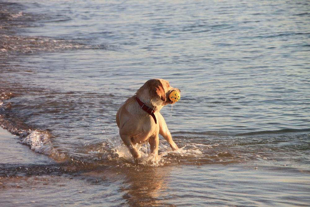 Dog Play Running Sea Water Wave Animals Funny Dog Play Running Sea Water Wave Animals Funny