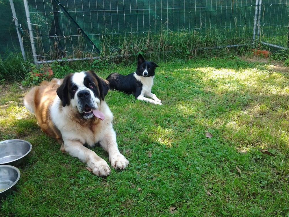 Dogs Trained Animals Dog Pet Beast Dogs Trained Animals Dog Pet Beast
