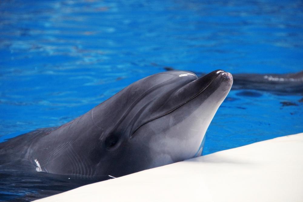 Dolphin Smile Marine Happy Dolphin Smile Marine Happy