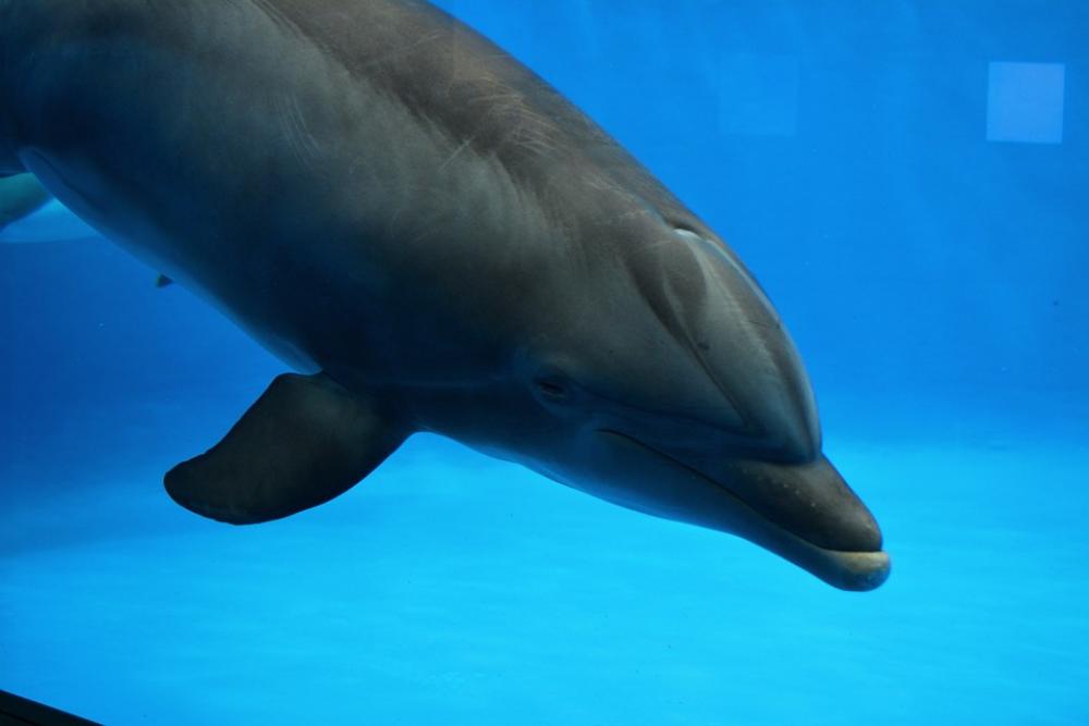 Dolphin Water Fish Dolphin Water Fish