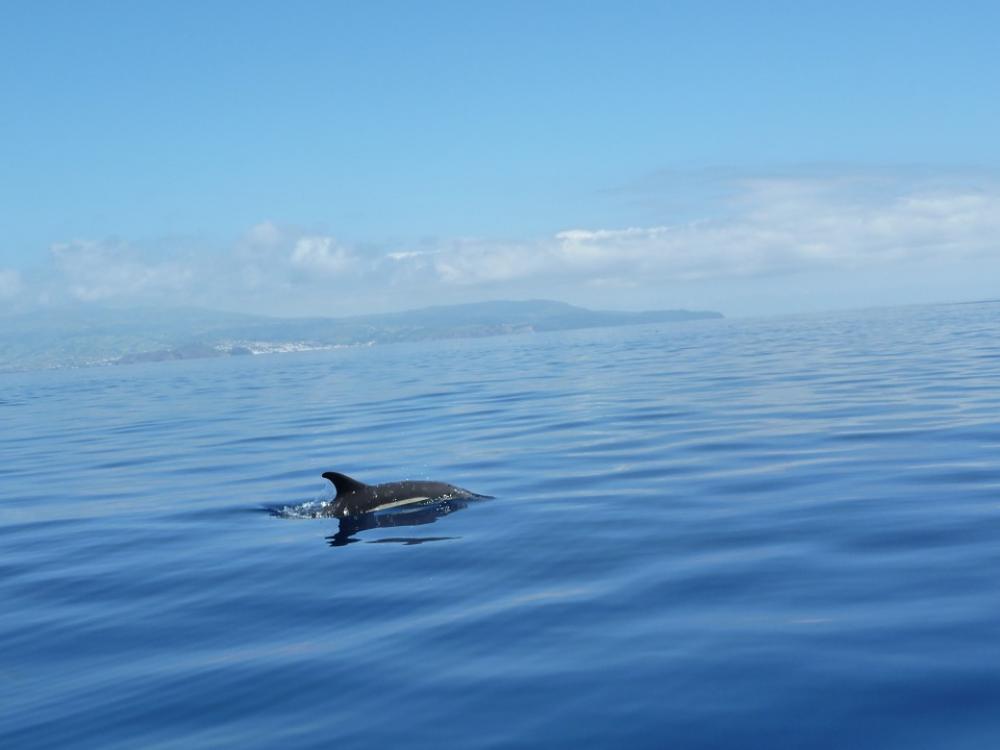 Dolphin Ocean Sea Atlantic Ocean Azores Travel Dolphin Ocean Sea Atlantic Ocean Azores Travel