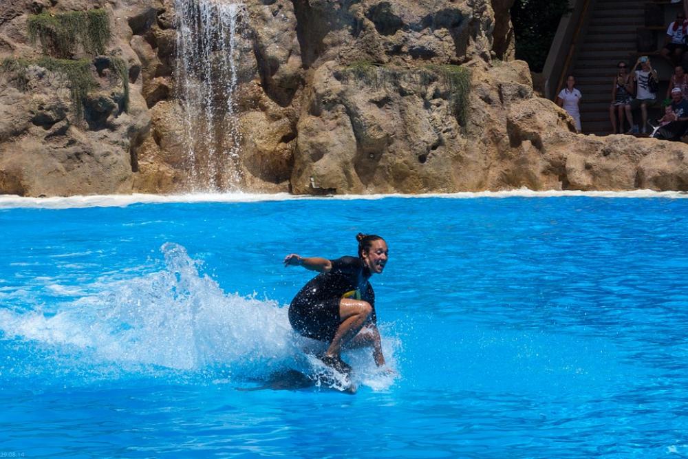 Dolphin Ride Woman Trainer Dolphin Show Water Dolphin Ride Woman Trainer Dolphin Show Water