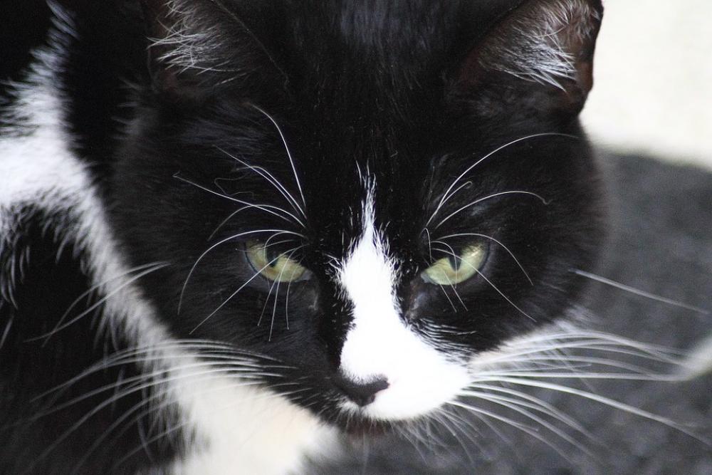 Domestic Cat Black And White Cat Cat Face Animals Domestic Cat Black And White Cat Cat Face Animals