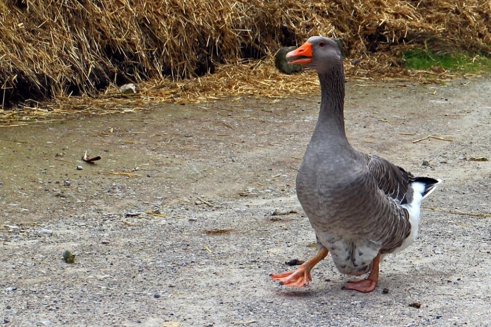 Domestic Goose Goose Greylag Goose Hofgans Domestic Goose Goose Greylag Goose Hofgans