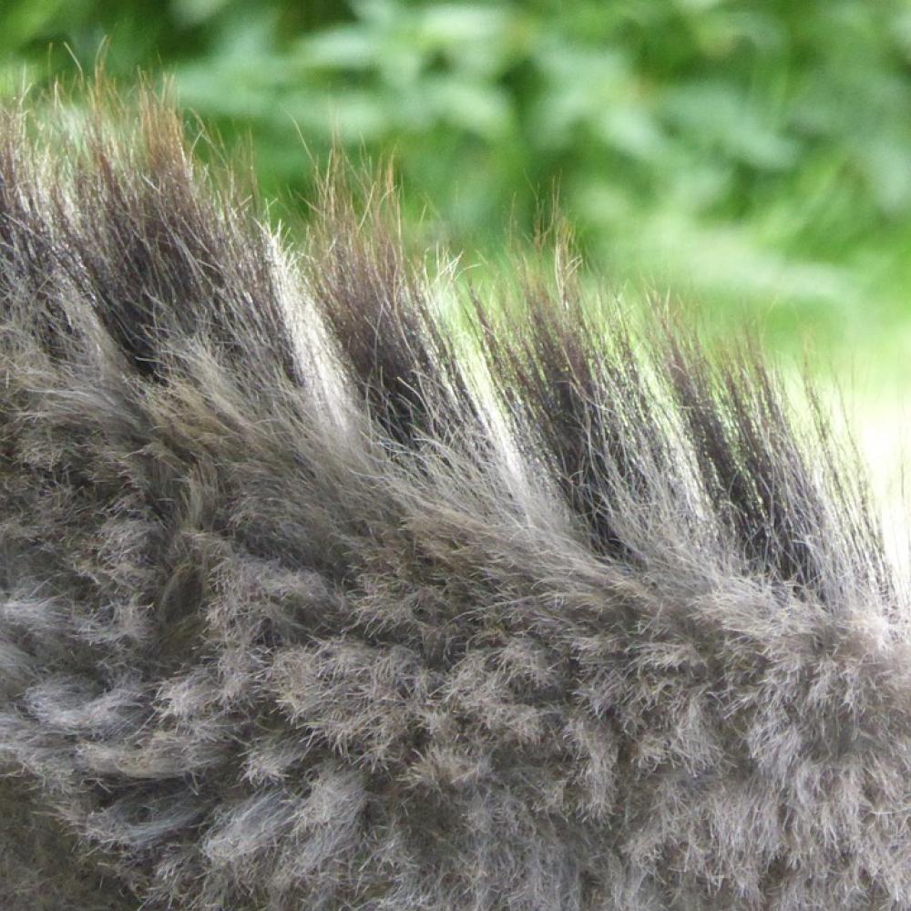 Donkey Mane Fur Grey Donkey Mane Fur Grey