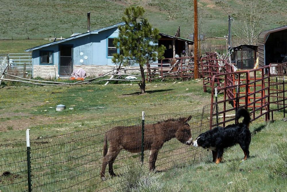 Donkey Bernese Mountain Dog Canine Landscape Nature Donkey Bernese Mountain Dog Canine Landscape Nature
