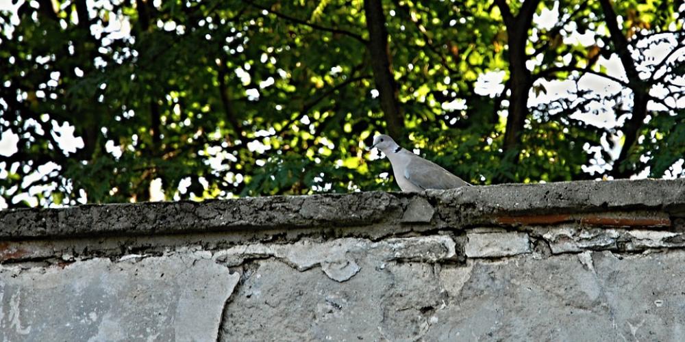 Dove Wall Park Trees Grey Dove Wall Park Trees Grey