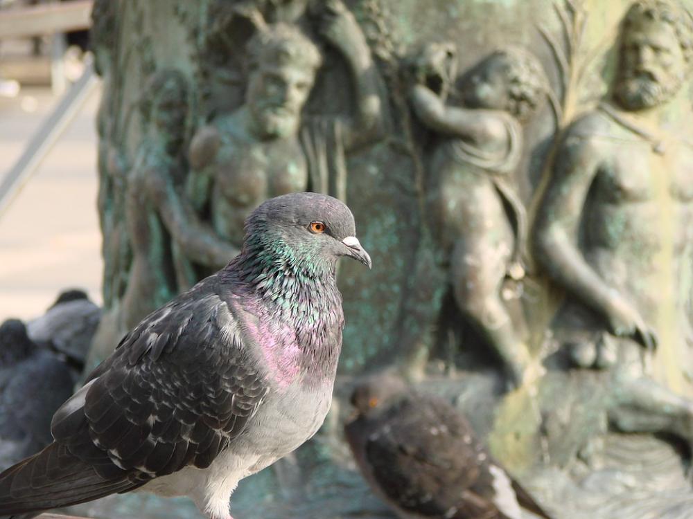 Dove Pigeons Wing Standing Animal Bird Pigeon Dove Pigeons Wing Standing Animal Bird Pigeon