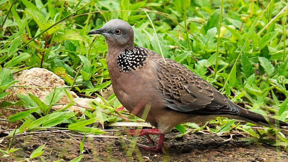 Dove Bird Close Up Dove Bird Close Up