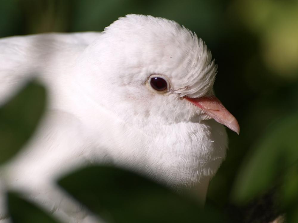 Dove White Dove White Bill Bird Close Up Dove White Dove White Bill Bird Close Up