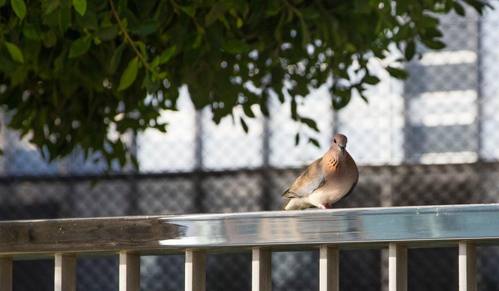 Dove Bird City Pigeon Animal World Wall Projection Dove Bird City Pigeon Animal World Wall Projection