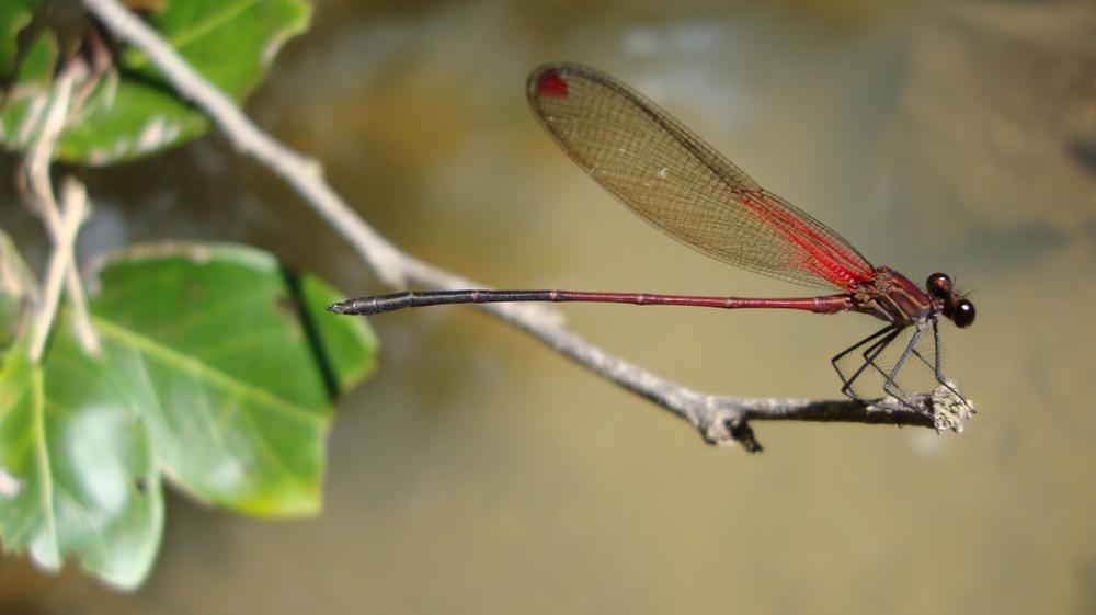 Dragonfly Anisoptera Epiprocta Dragonfly Anisoptera Epiprocta