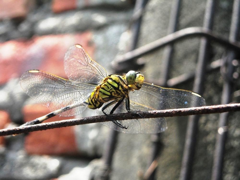 Dragonfly Green Black Wire Wall Dragonfly Green Black Wire Wall