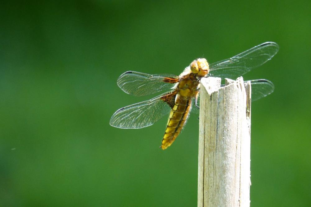 Dragonfly Sailing Dragonfly Plattbauch Female Dragonfly Sailing Dragonfly Plattbauch Female