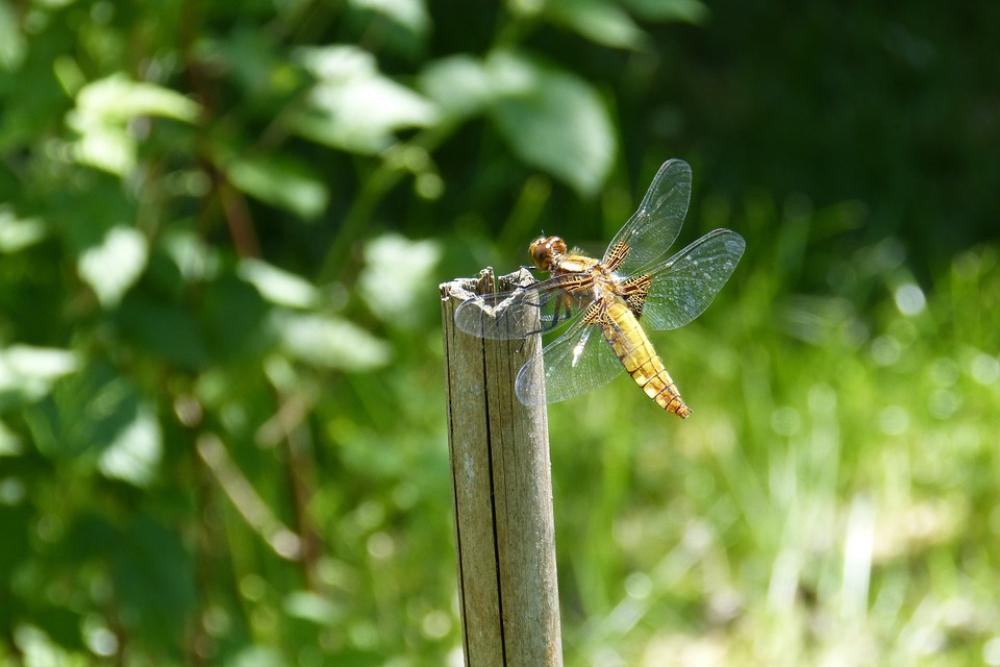 Dragonfly Sailing Dragonfly Plattbauch Female Dragonfly Sailing Dragonfly Plattbauch Female