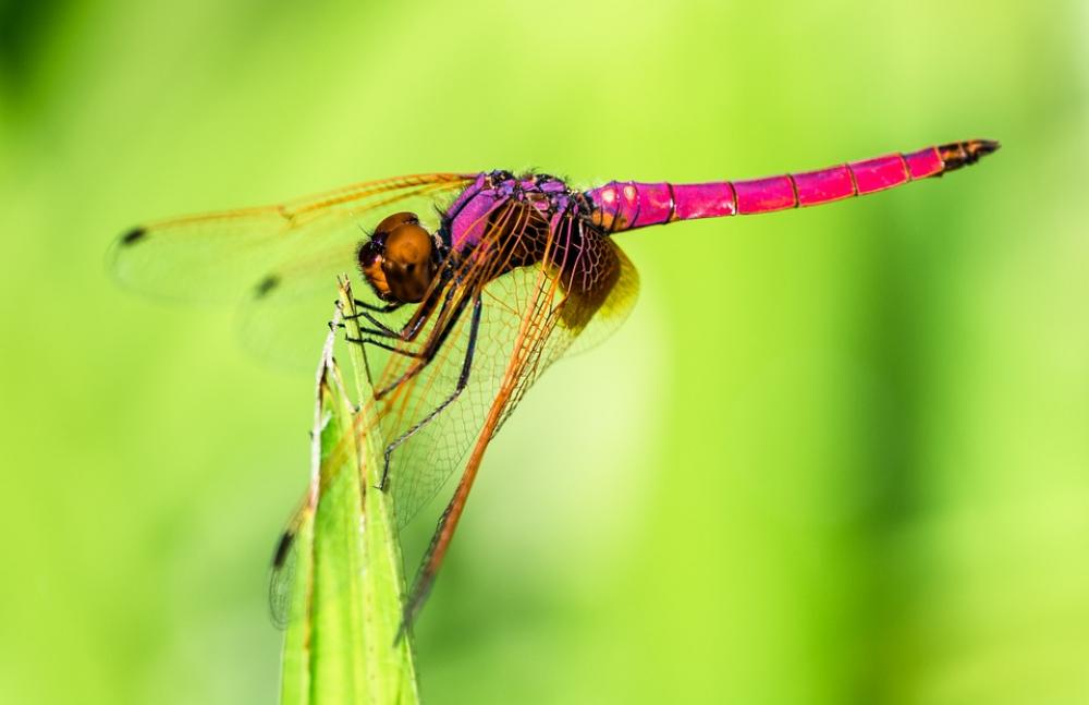 Dragonfly Insect Close Up Dragonfly Insect Close Up