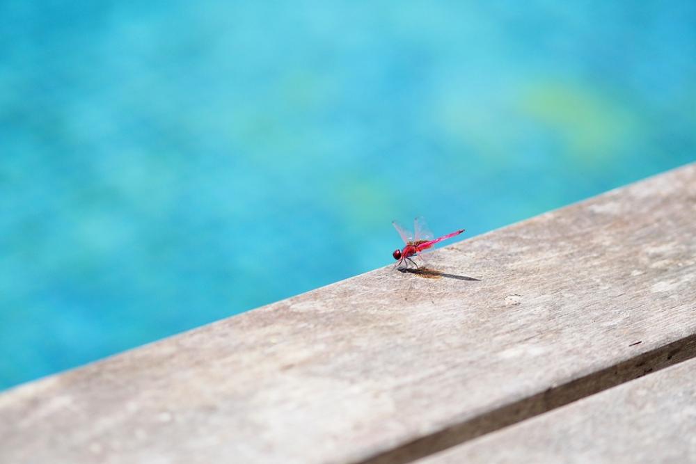 Dragonfly Pool Insect Water Animal Summer Dragonfly Pool Insect Water Animal Summer