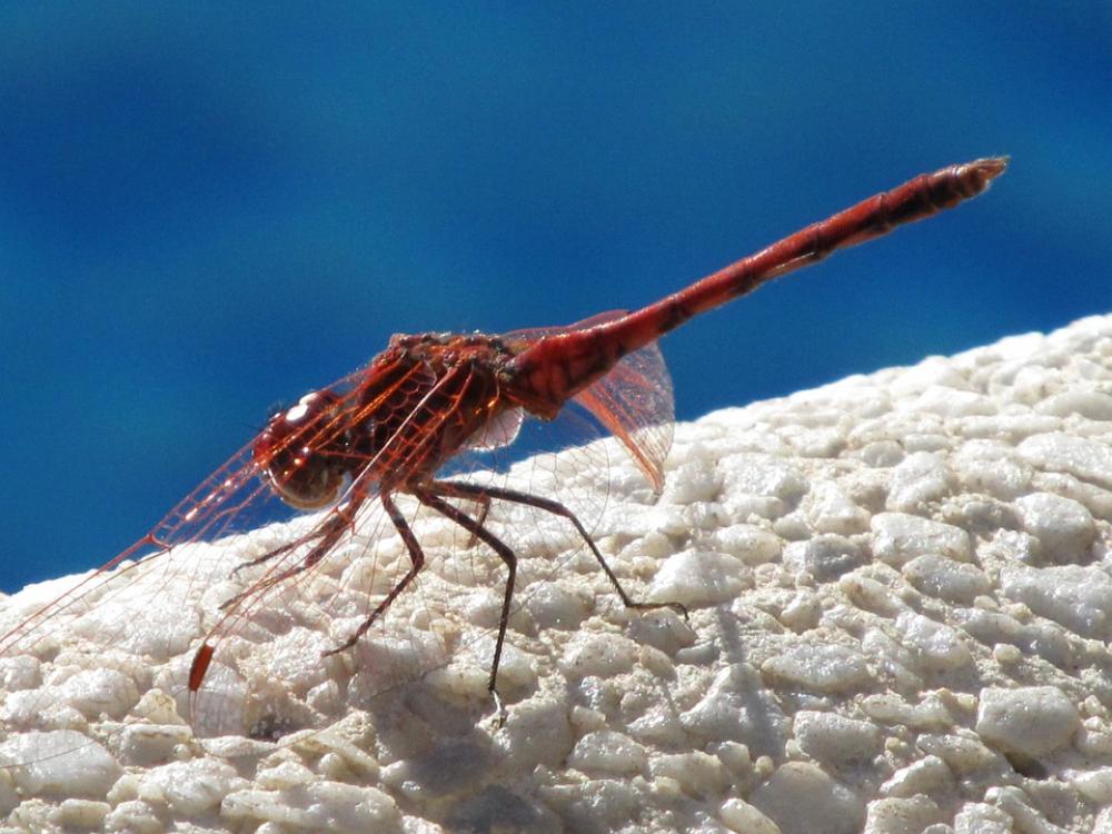 Dragonfly Insect Nature Close Up Transparent Water Dragonfly Insect Nature Close Up Transparent Water