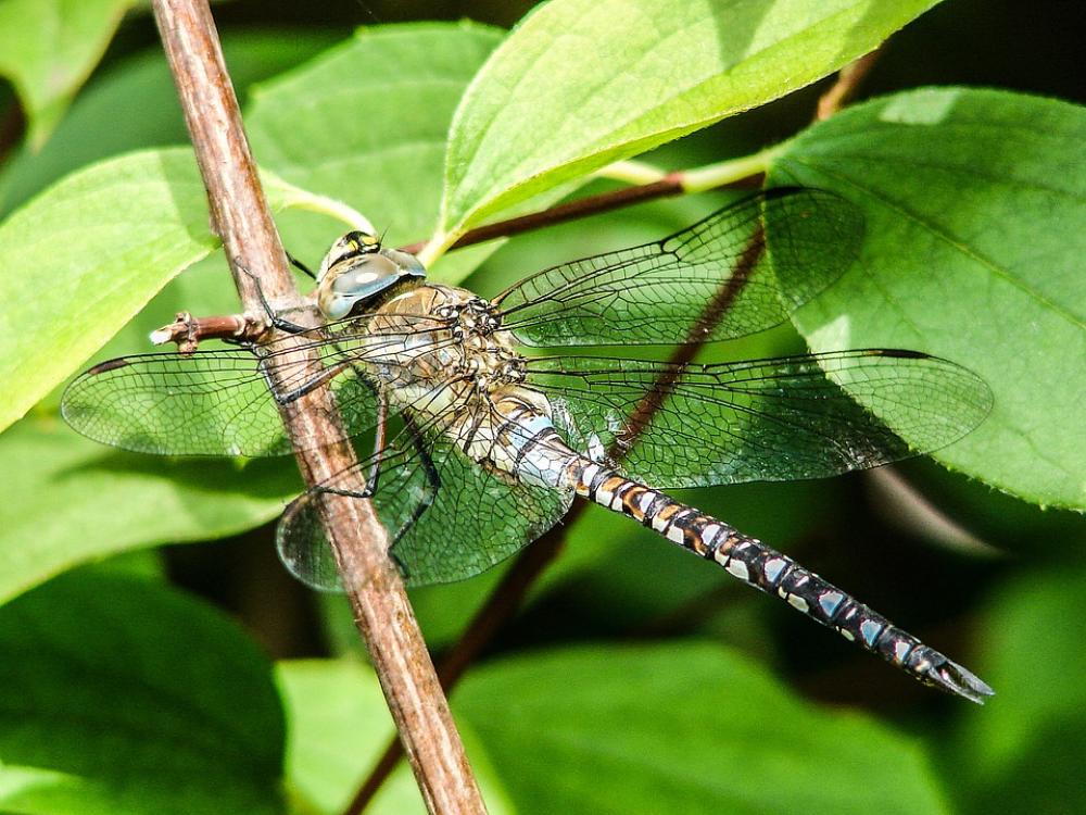 Dragonfly Insect Close Up Shiny Flight Insect Blue Dragonfly Insect Close Up Shiny Flight Insect Blue