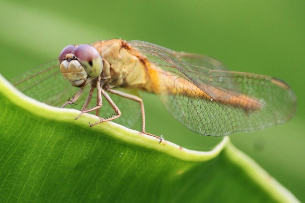 Dragonfly Insects Green Natural Wing Dragonfly Insects Green Natural Wing